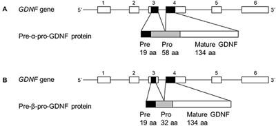 Pre-α-pro-GDNF and Pre-β-pro-GDNF Isoforms Are Neuroprotective in the 6-hydroxydopamine Rat Model of Parkinson's Disease